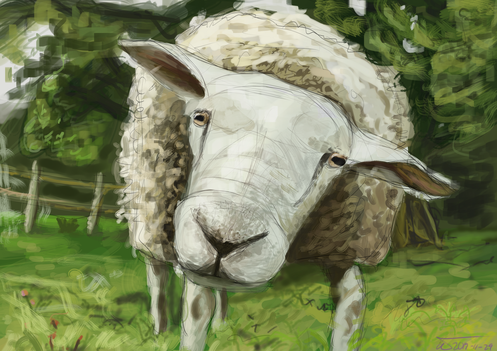 A sheep