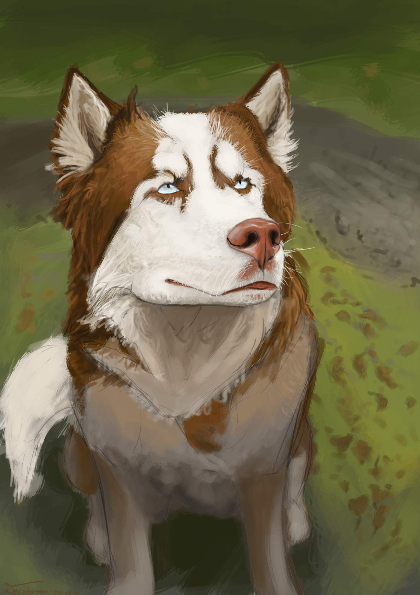 Husky drawing