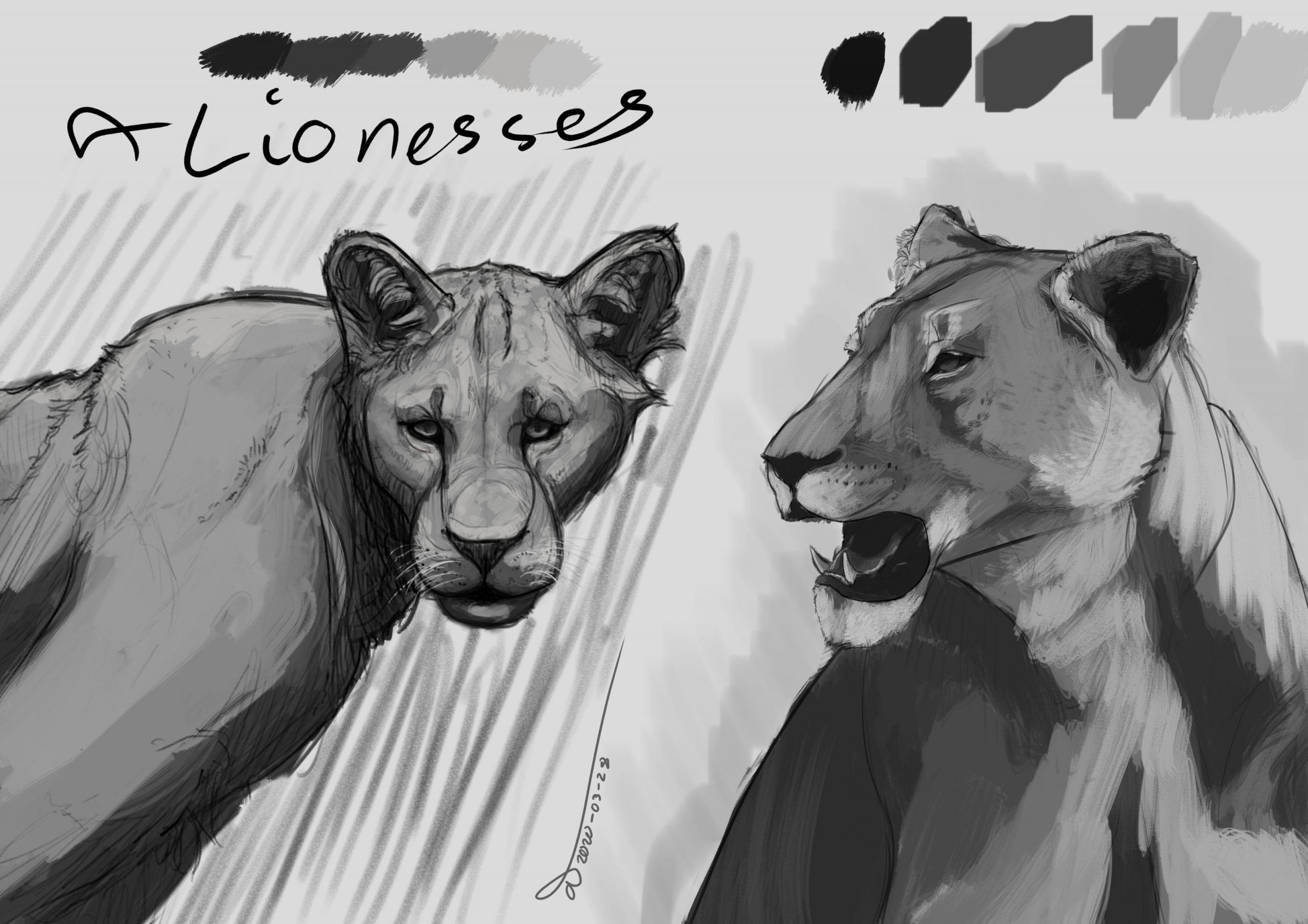 Lioness sketches