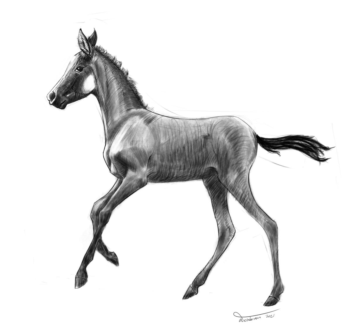 A sketch of a foal, drawn from the side