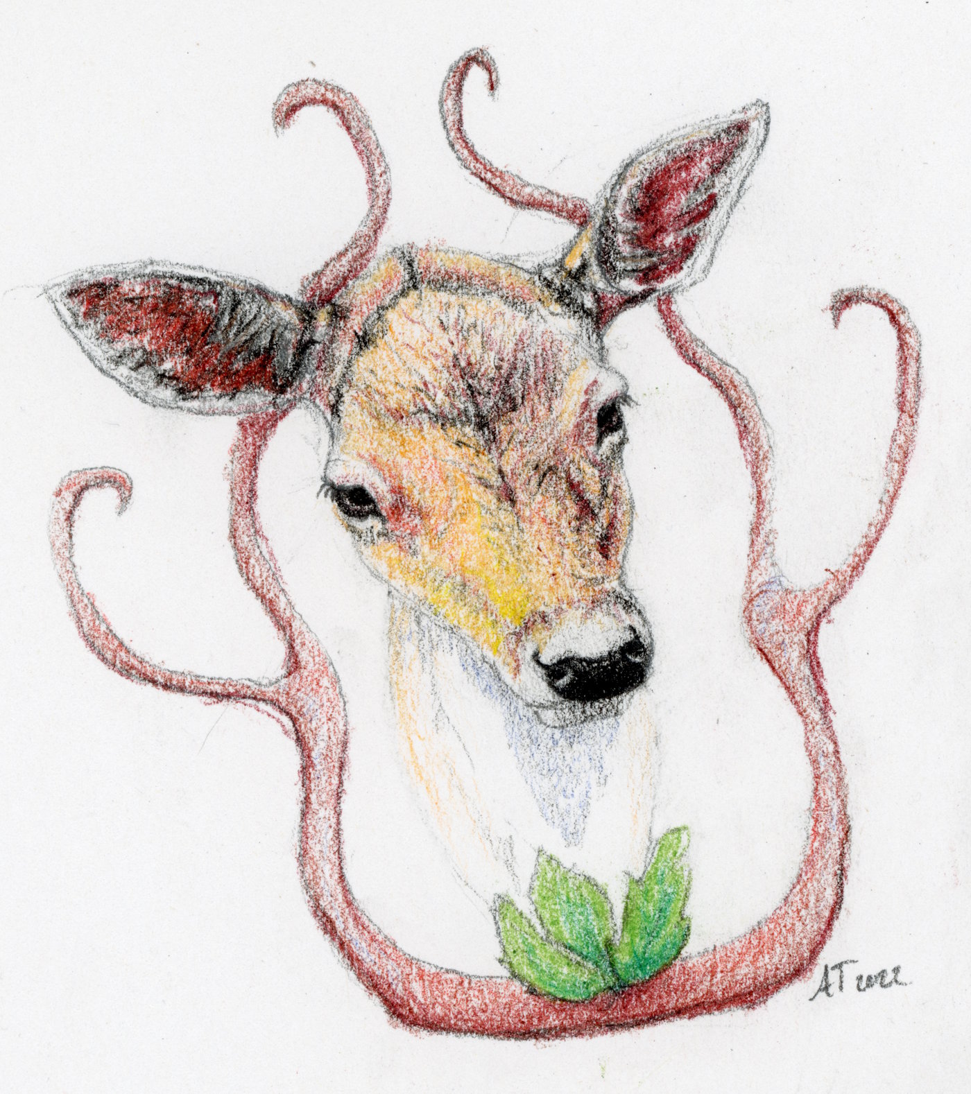 A (coloured) pencil drawing of a deer's head