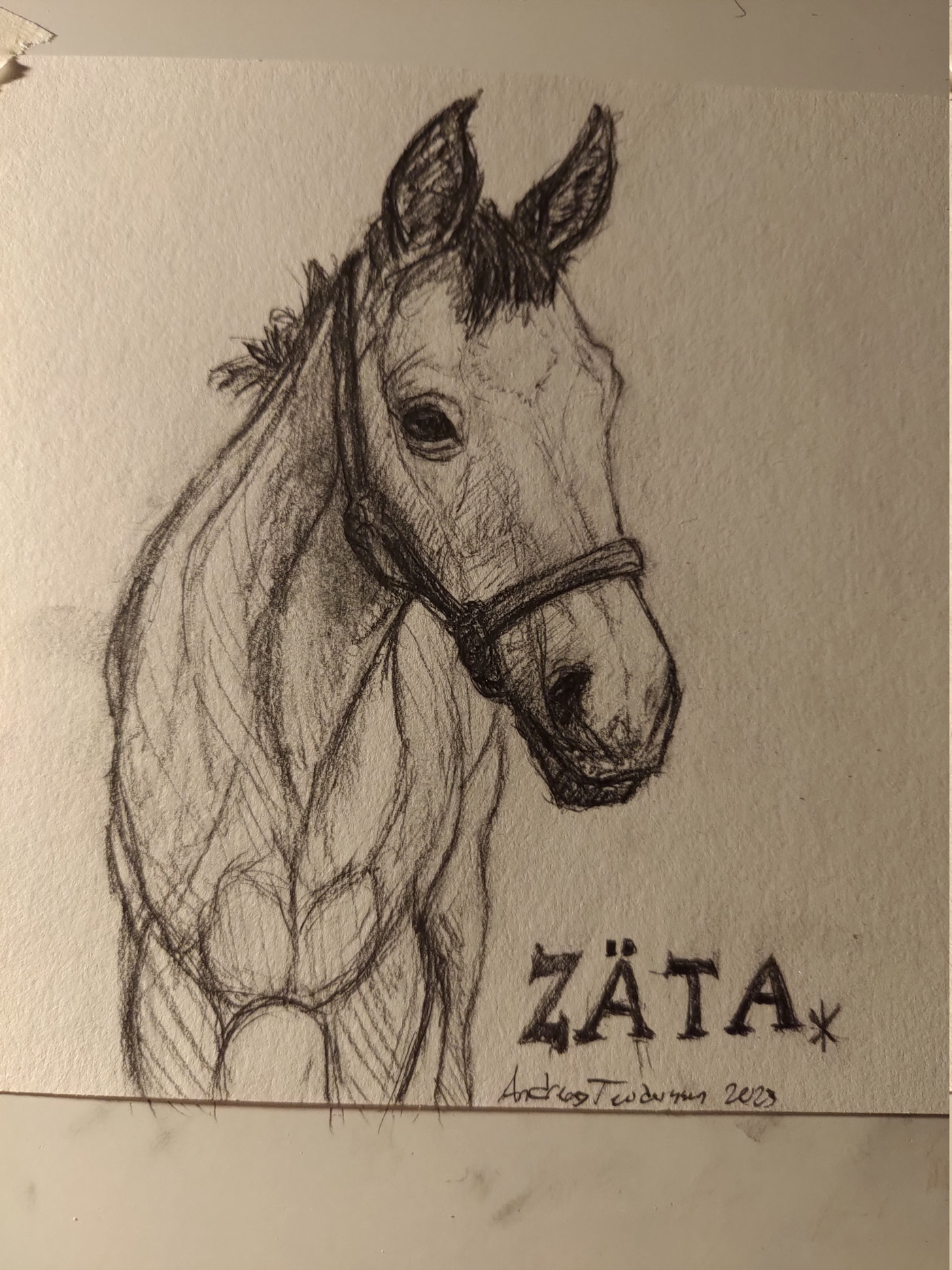 A pencil drawing of a horse from the front