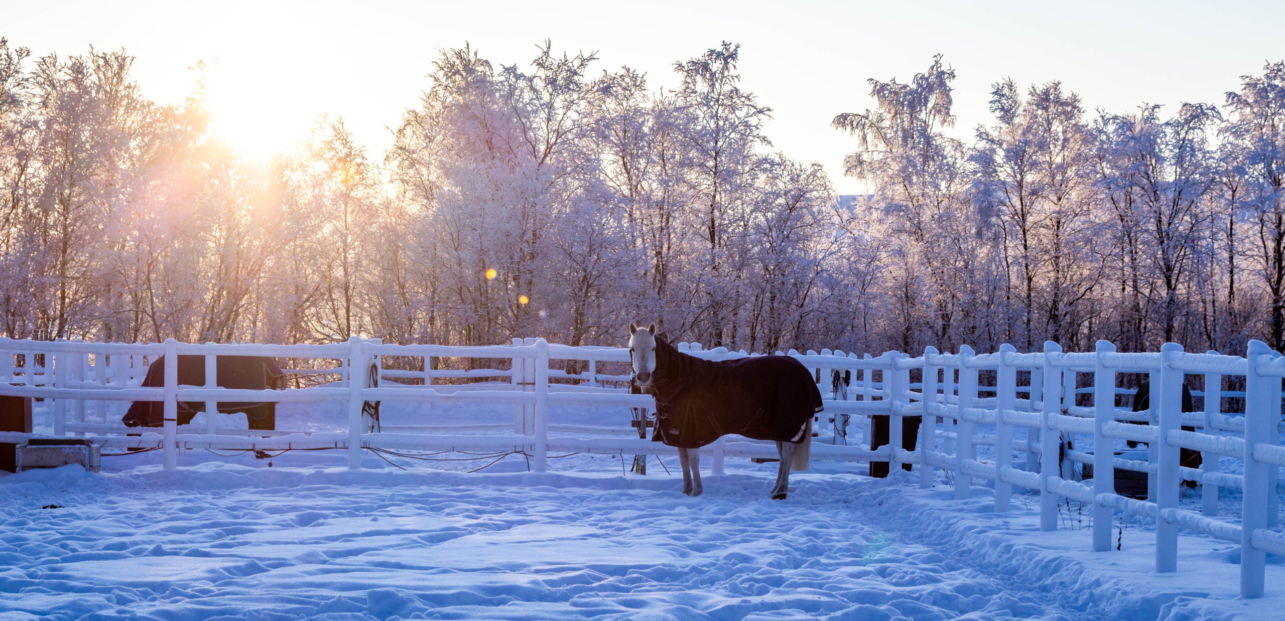 Horse in the snow