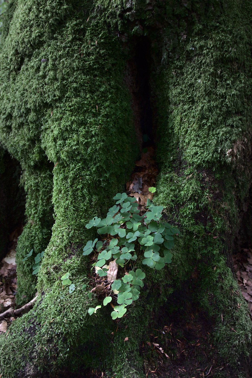 Harsyra i ett träds rotsystem