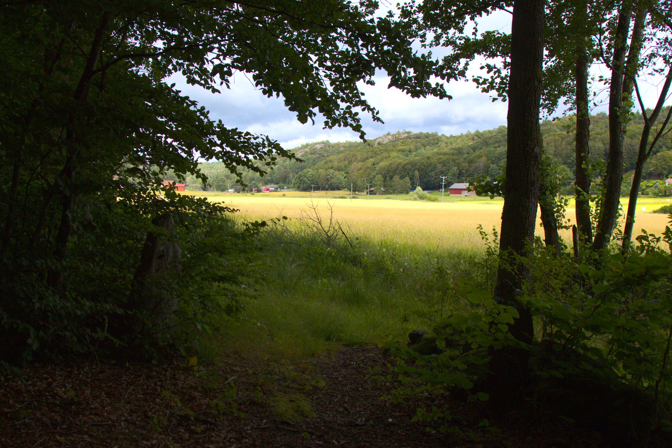 Äng med mörk skog i förgrunden