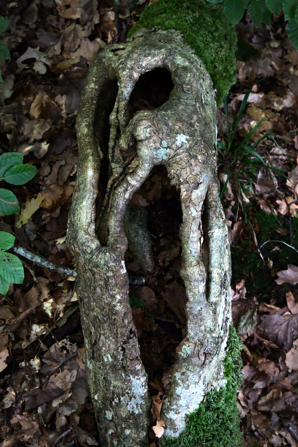 Rötter med mörk ihålighet inuti