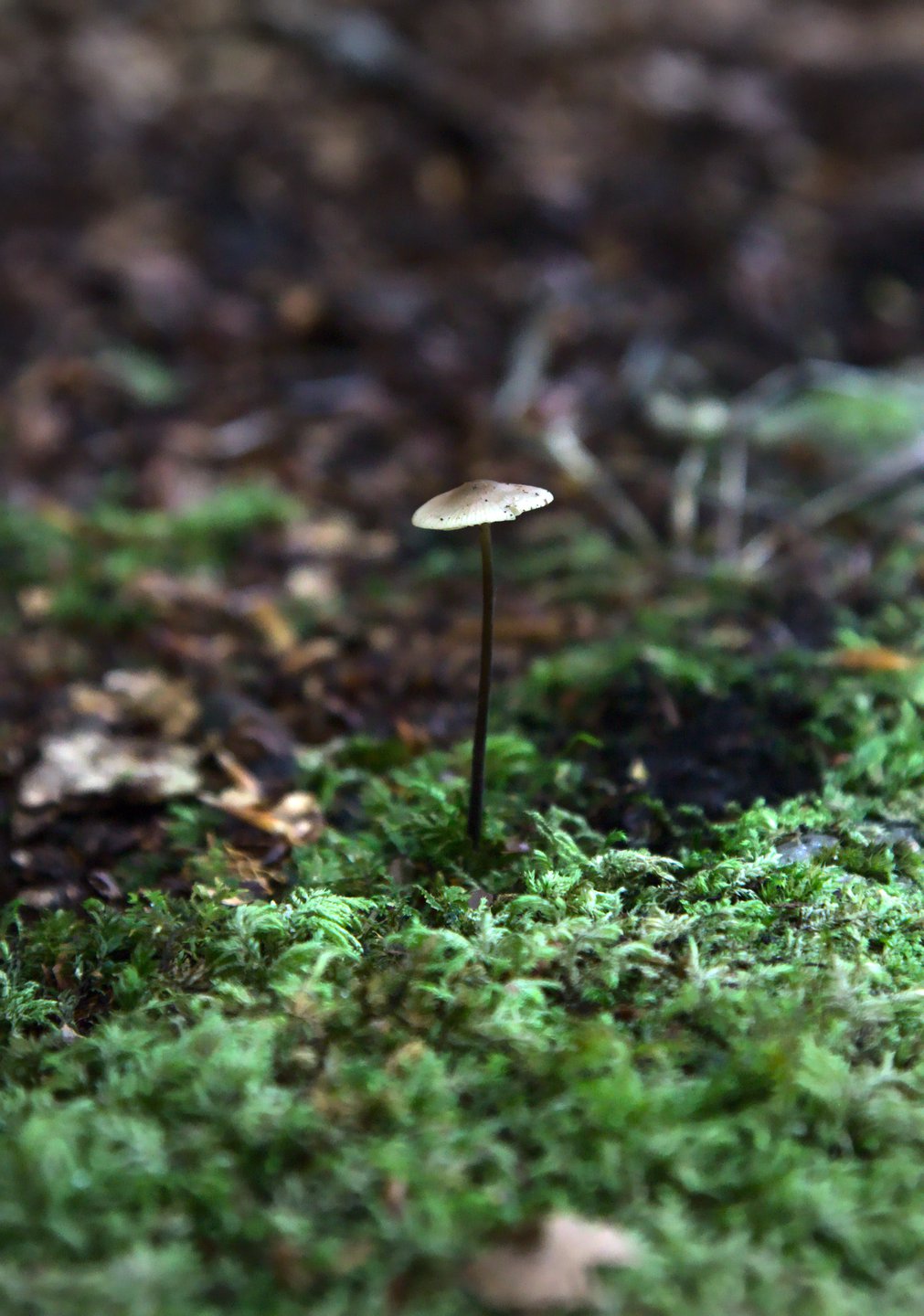 Svamp vid mossa