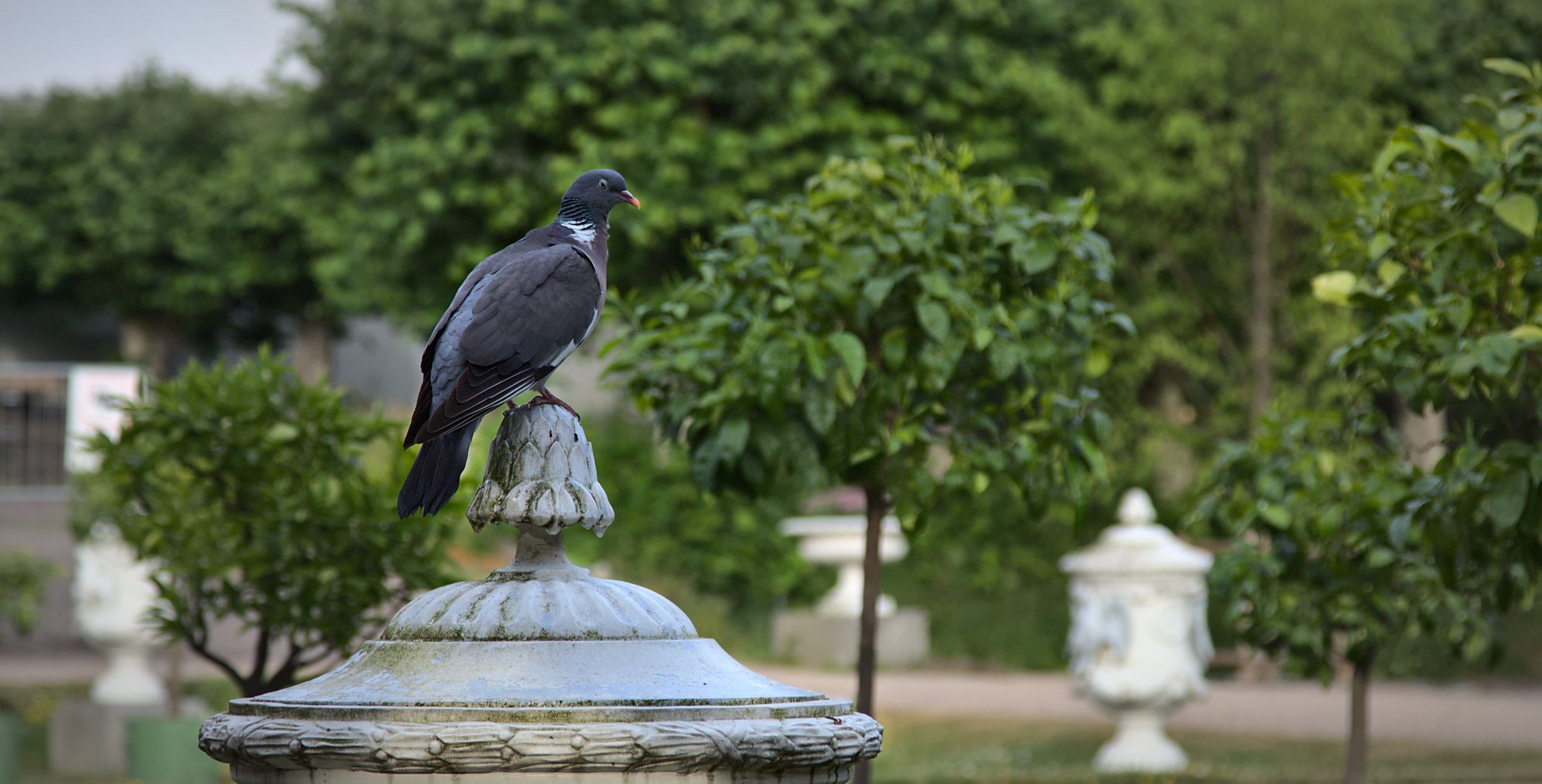 Duva på staty, Gunnebo Slott