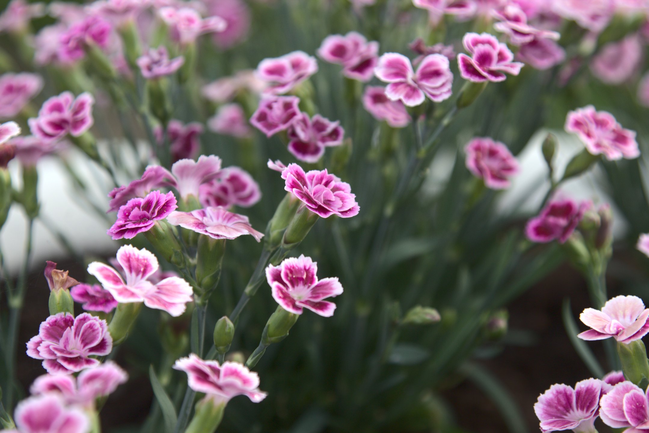 Närbild på blommande trädgårdsnejlikor i kruka
