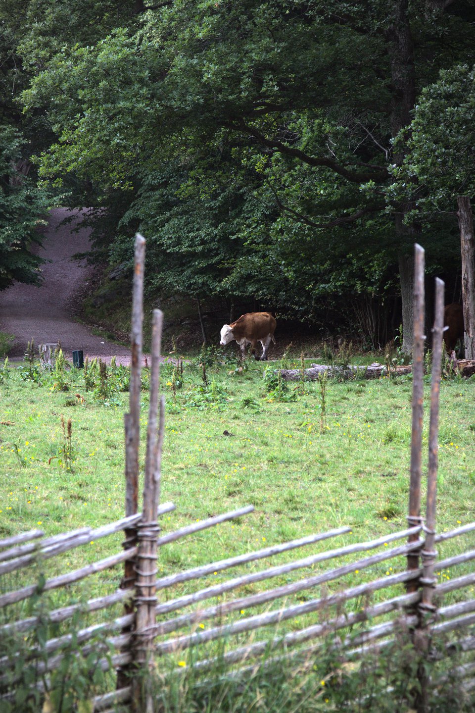 Ko på äng med skog bakom, Gunnebo Slott