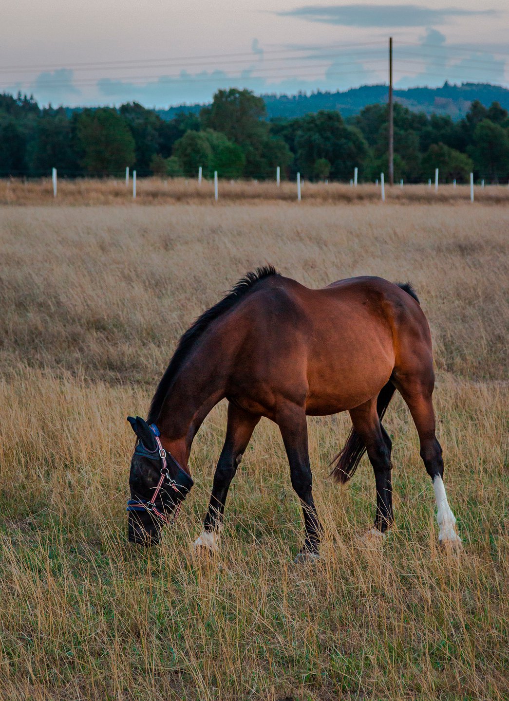 Horse on field